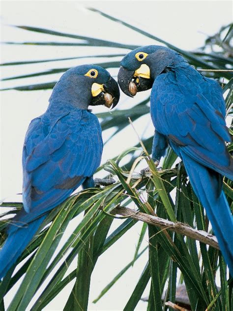 Lear's Macaw | World Parrot Trust