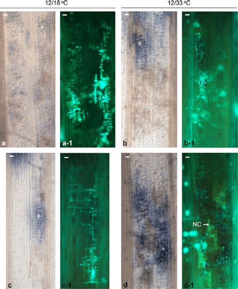 Histochemical Localization Of O 2 − Production In Adult Plant Leaves Of