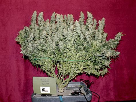 Northern Lights Autoflower Easy Growing Feminized Auto Seeds - Weedstockers