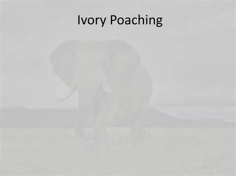 PPT - Ivory Poaching PowerPoint Presentation, free download - ID:2611634