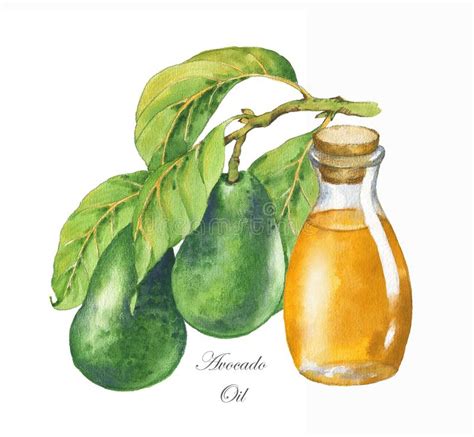 Hand Drawn Watercolor Illustration With Ripe Avocado Branch And Avocado