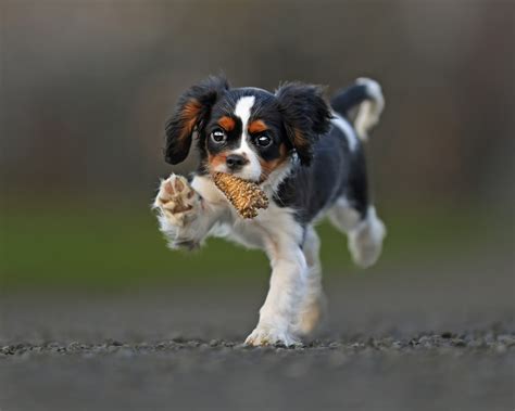 #749821 Dogs, Spaniel, Puppy, King Charles Spaniel - Rare Gallery HD