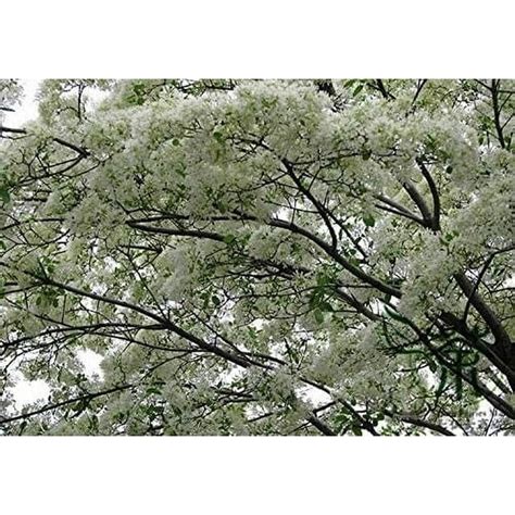 2 Pack 10 Chinese Fringe Tree Seeds For Planting Chionanthus Retusus