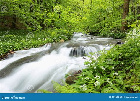 Forest Brook Flowing Among Spring Beech Trees Covered With Lush Green