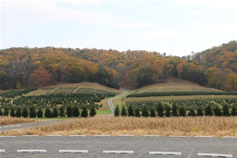 About Us - Pioneer Evergreen Farms