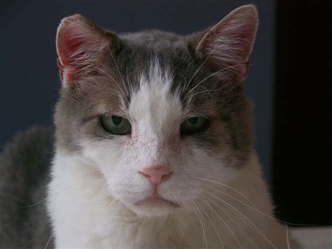 Kidney Disease in Cats - Paws Whiskers & Claws, The Feline Hospital