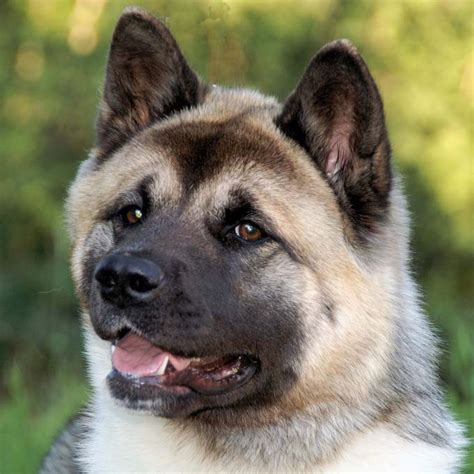 American Akita Breed Guide Learn About The American Akita