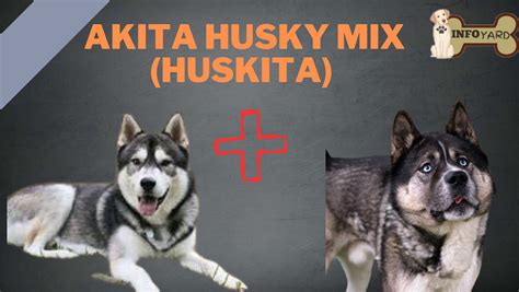 Akita Husky Mix Huskita Complete Breed Guidance 2023 By