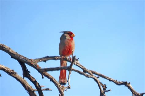 Pyrrhuloxia Pima County Arizona 02282023 Keith Roragen Flickr