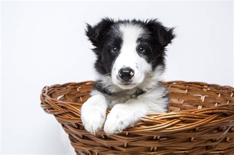 Los Problemas De Salud M S Comunes Del Collie Con Mis Mascotas