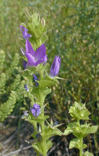 Venus Looking Glass Triodanis Perfoliata