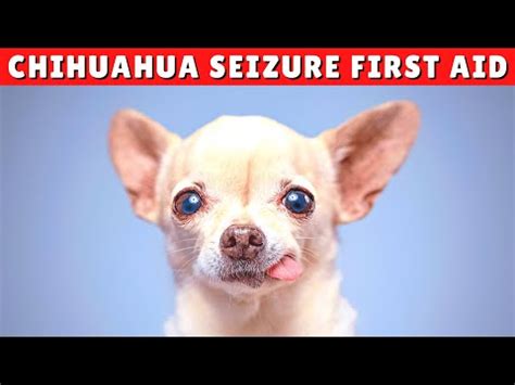 How To Handle A Chihuahua Having A Seizure Complete Guide