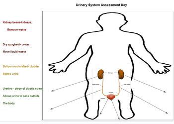 Urinary System Brainpop By Genetic Lesson Plans Tpt