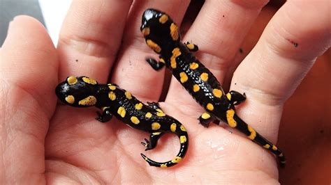 Fire Salamander