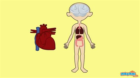 Circulatory System Animation For Kids