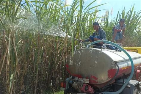 Lahan Tebu Siap Panen Di Ngancar Hangus Terbakar Radar Kediri