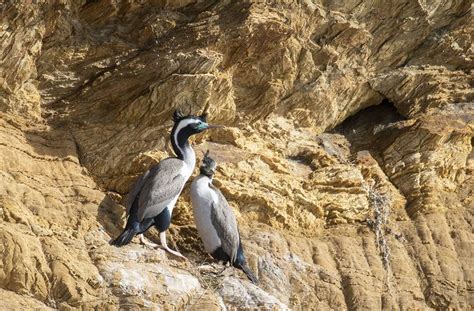 Two Birds Standing On The Side Of A Rocky Cliff Face Each Other In