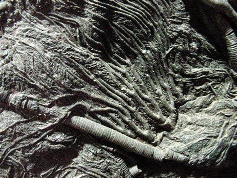 Crinoid 23 - Cochise College Geology