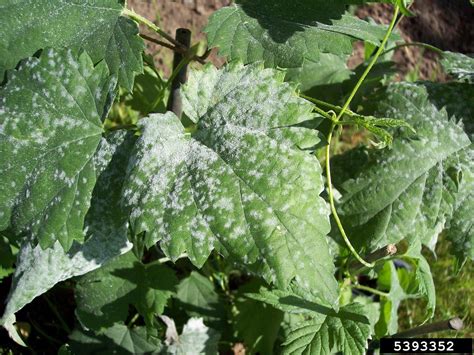 Powdery Mildew Podosphaera Macularis On Common Hop Humulus Lupulus