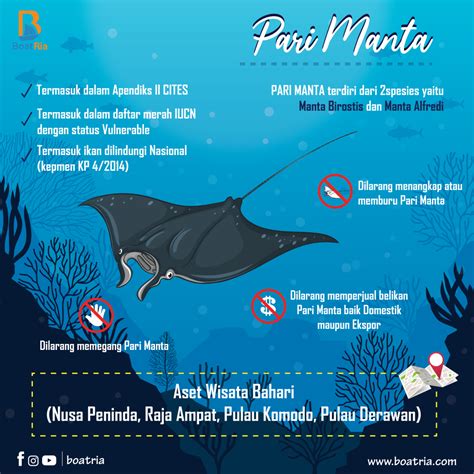 Spot Melihat Ikan Pari Manta di Indonesia - Pecinta Dunia Bahari