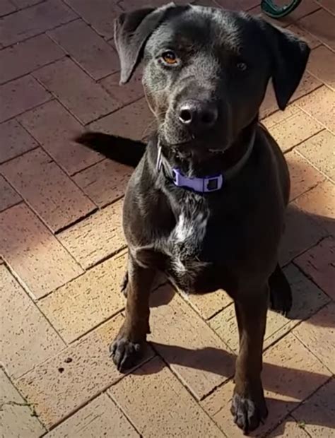 The Kelpie X Labrador (2021 Breed Profile) - gentledogtrainers.com.au