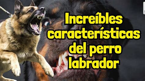 Secretos Revelados Descubriendo las Asombrosas Características del