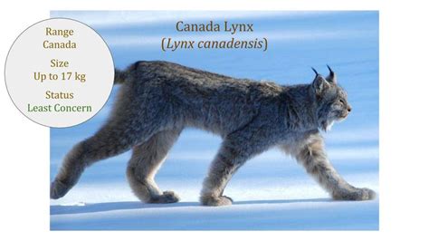 Lynx Cats ~ Lynx Genus ~ Lynx Lineage ~ Lynx Family