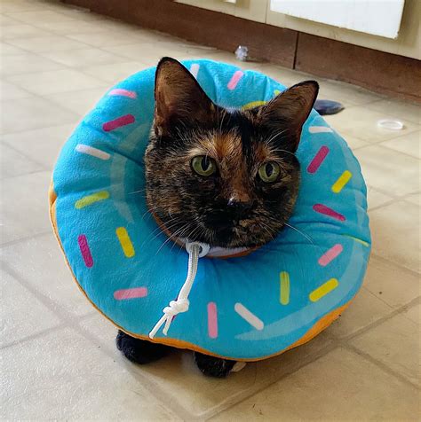 Feline Hyperesthesia Syndrome