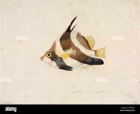 Bullfish hi-res stock photography and images - Alamy