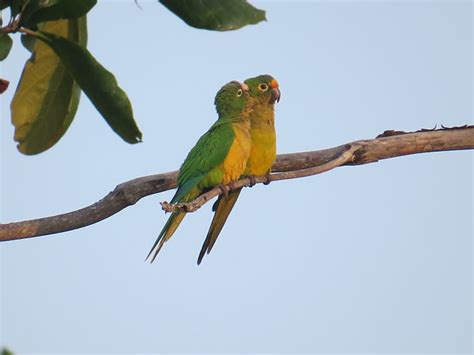 Foto Periquito Rei Eupsittula Aurea Por Ramon Lima Wiki Aves A