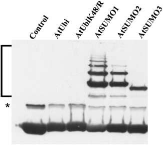 Conjugation Of Different Arabidopsis SUMO Isoforms To ScPCNA ScPCNA