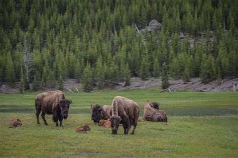 Bison/ Buffalo with babies Yellowstone | Yellowstone, Photography, Animals