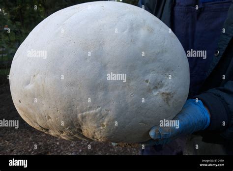 Una inusualmente grande calvatia gigantea conocido también como un