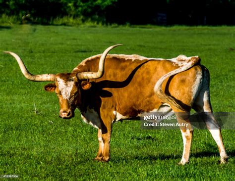 Longhorn Steer In An Open Field High Res Stock Photo Getty Images