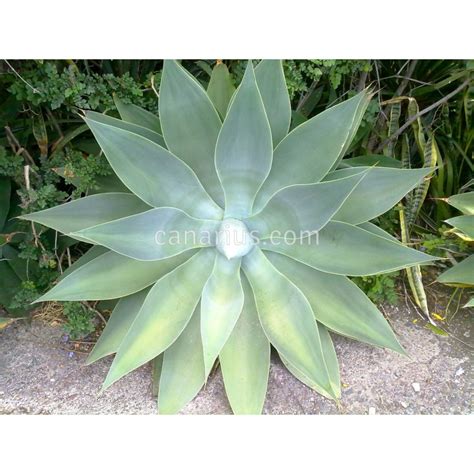 Buy Agave attenuata ssp. attenuata with Canarius