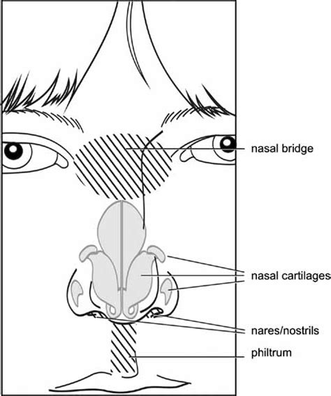 Nose Anatomy Coloring Page Sketch Coloring Page