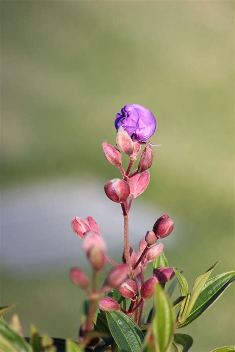 Purple Glory Tree Tibouchina Granulosa Alison Moffitt Flickr