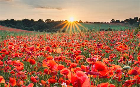 Remembrance Day Simply Funerals