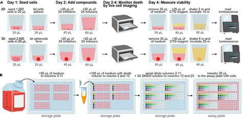 Cell viability and cell death assay workflows (A) Schematic overview of... | Download Scientific ...