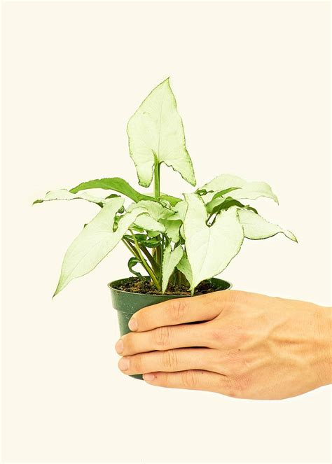 The Arrowhead Plant Benefits Care Tips Tricks More