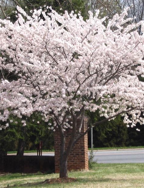 Yoshino Cherry | | Fort Wayne Trees