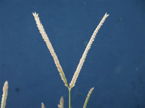 How To Identify Invasive Grass Walter Reeves The Georgia Gardener