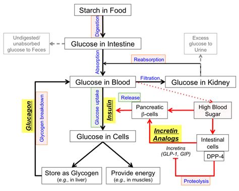 Pdb 101 Global Health Diabetes Mellitus Managing Pharmacological