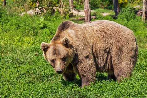 Zwierzęta w górach poznaj dzikie zwierzęta w Tatrach Blog e Horyzont