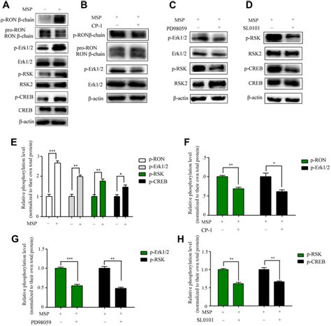 Effect Of Msp On Ron Phosphorylation And Activation Of Downstream