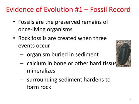 Fossil Evidence Of Evolution Questions At Helen Barker Blog