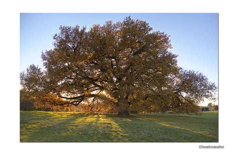 Le Vieux Chêne Le Chêne De Tombeboeuf Est Un Arbre Classé … Flickr