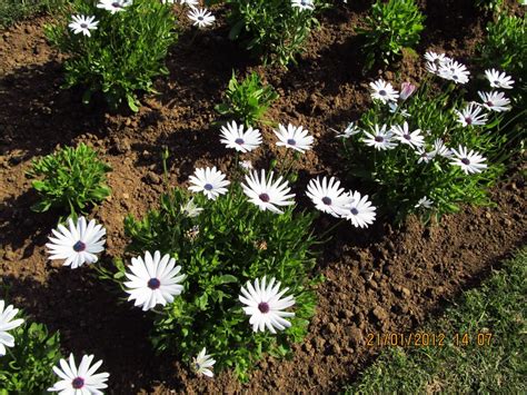 Dimorphotheca Ecklonis Cultivated Eflora Of India