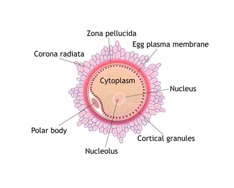 Ovum Cell Diagram