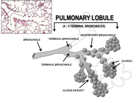 Pulmonology Flashcards Quizlet